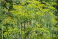 Flowering green dill herbs plant in garden Anethum graveolens. Closeup of fennel flowers on summer time. Agricultural background Royalty Free Stock Photo