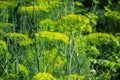 Flowering green dill herbs plant in garden Anethum graveolens. Closeup of fennel flowers on summer time. Agricultural background Royalty Free Stock Photo