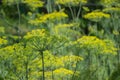 Flowering green dill herbs plant in garden Anethum graveolens. Closeup of fennel flowers on summer time. Agricultural background Royalty Free Stock Photo