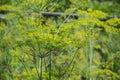 Flowering green dill herbs plant in garden Anethum graveolens. Closeup of fennel flowers on summer time. Agricultural background Royalty Free Stock Photo