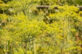 Flowering green dill herbs plant in garden Anethum graveolens. Closeup of fennel flowers on summer time. Agricultural background Royalty Free Stock Photo