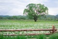 Flowering green field with lonely oak tree behind wooden fence Royalty Free Stock Photo