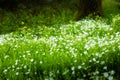 Flowering green forest, spring nature background