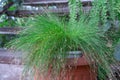 Flowering green grass of sedge in flowerpot in greenhouse close-up.