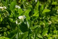 Flowering green peas and beetle pest pea weevil bruchus