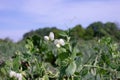 Flowering green peas close-up. Pods with green peas ripen in a pea field Royalty Free Stock Photo