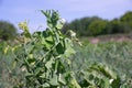 Flowering green peas close-up. Pods with green peas ripen in a pea field Royalty Free Stock Photo