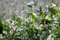 Flowering green peas close-up. Pods with green peas ripen in a pea field Royalty Free Stock Photo