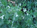 Flowering green peas in the garden.