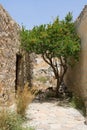 Flowering green tree growing on narrow street