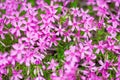 Flowering ground cover pink phlox