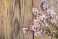 Flowering ground cover plants on wooden background.