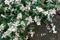 Flowering Ground Cover Shot from Above