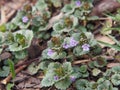 Flowering Ground-ivy - Glechoma hederacea Royalty Free Stock Photo