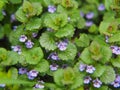 Flowering Ground-ivy - Glechoma hederacea