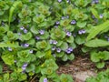 Flowering Ground-ivy - Glechoma hederacea Royalty Free Stock Photo