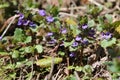 Flowering Ground-ivy Glechoma hederacea plants in wild nature
