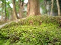 Flowering ground moss
