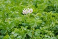 Flowering growing potatoes. Large white potato flower with fresh green leaves close-up