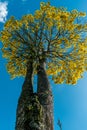 FLOWERING GUAYACAN TREE Royalty Free Stock Photo