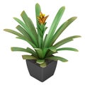 Flowering guzmania plant