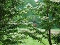 Flowering handkerchief trees are deciduous, Davidia, Davidia involucrata, two conspicuous, ovate to elliptical, round-tipped