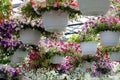 Flowering hanging baskets