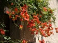 Flowering hanging shrub, in the blurred background a house wall with door