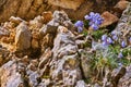 Flowering harebell Campanula rotundifolia on infertile inhospitable hard dry ground between the rocks of the Alps