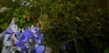 Flowering harebell Campanula rotundifolia on a steep mountain slope in the Alps