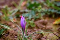 Flowering harvest saffron flowers for the most expensive spice at harvest time Royalty Free Stock Photo