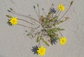 Hawkbit Royalty Free Stock Photo