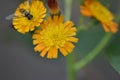 Flowering Hawkweed (Hieracium) Royalty Free Stock Photo