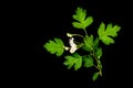 Flowering hawthorn branch CrataÃÂ©gus monÃÂ³gyna isolated on a black background close up Royalty Free Stock Photo