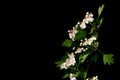 Flowering hawthorn branch CrataÃÂ©gus monÃÂ³gyna isolated on a black background close up Royalty Free Stock Photo