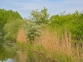 Flowering hawthorn bush and reed along moervaart canal in the Flemish countryside Royalty Free Stock Photo