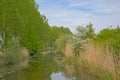 Flowering hawthorn bush and reed along moervaart canal in the Flemish countryside Royalty Free Stock Photo