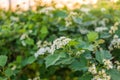 Flowering hawthorn bushes in Spring. Delicate white flowers on a branch with juicy green leaves close-up Royalty Free Stock Photo