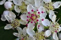 Flowering hawthorn tree