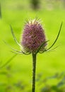 Flowering head of a common wild teasel Royalty Free Stock Photo