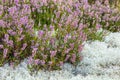 Flowering heather flowers in calluna lichen Royalty Free Stock Photo