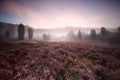 Flowering heather during foggy sunrise Royalty Free Stock Photo