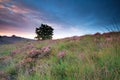 Flowering heather on hill at sunrise Royalty Free Stock Photo