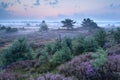 Flowering heather in misty morning Royalty Free Stock Photo