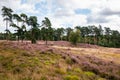 Flowering heather at the National Park `the Meinweg`