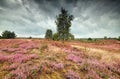 Flowering heather during rainy day