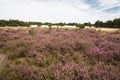 Flowering heathlands Royalty Free Stock Photo