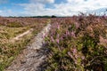 Flowering heathlands in the Netherlands Royalty Free Stock Photo