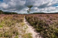 Flowering heathlands in the Netherlands Royalty Free Stock Photo