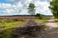 Flowering heathlands in the Netherlands Royalty Free Stock Photo